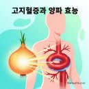 고지혈증의 이해와 관리 | 🧅 양파 효능과 고지혈증 – 약 없이 콜레스테롤 개선한 후기
