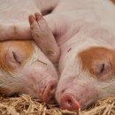 우리가축 인공수정소 이미지