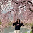 영산면사무소 | [창녕 영산면] 아래로 늘어진 분홍빛 수양벚꽃이 예쁜 창녕벚꽃명소 연지못 만년교(feat. 연지못벚꽃...