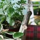 미니박스 이미지