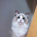 마론도리스(Marondollis) 이미지