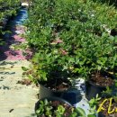 초이스팜 이미지