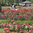 [14편] 2024년5월27일 월요일 과천대공원 장미꽃축제장에 다녀와서! 이미지