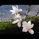 목련화 이미지