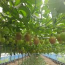 초리농장 이미지