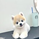 코코몽드 이미지