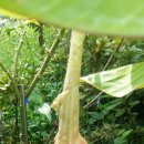 데이드림 이미지