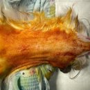 고실농장 | 고양이 중이염 수술 후기 / Feline ventral bulla ostectomy / 고양이 귀 안에 polyp 폴립 제거 수술...