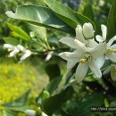 김영란농장 이미지