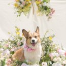 피어나개 이미지