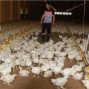 에덴양계장 이미지