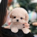 정애켄넬 이미지