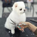 수 애견미용 이미지