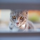 고양이의 하루 이미지