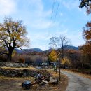 말하는은행나무 이미지