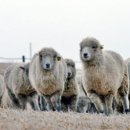 이제원 목장 이미지