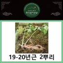 한국송이산삼