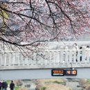 당현천 벚꽃음악회 이미지