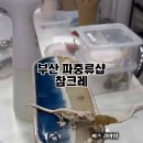 파충류샵참크레