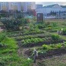 텃밭 이미지