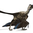 공룡-조류 중간체로 주장되던 깃털 공룡 스칸소리옵테릭스는 새였다. 이미지