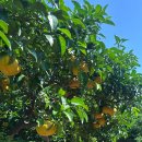 숨도 귤림성 이미지