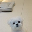 그루밍부스 이미지