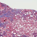 멍이랑 양이랑 이미지