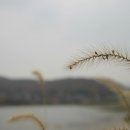 강지풀 Daum카페