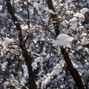 금강송 생태경영림 이미지