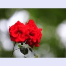 곡성-056 티스토리