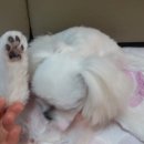 구름이 펫 미용샵 이미지