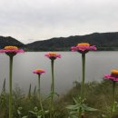 백일홍 - 안산시 단원구 부흥로 235 | 백일홍