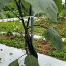 우리집펜션민박 이미지