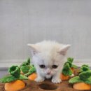 도그마루 강아지고양이 일산점 이미지