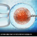 독일의 생식의학 관련 법률, '충격적으로 불공정해' 이미지