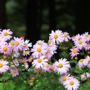 충남 공주 가볼만한곳 구룡사 구절초 축제 이미지