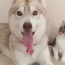 개와 고양이 이미지