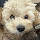 끼리끼리 이미지