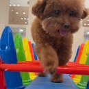 마마스미독펜트하우스 광주애견유치원&애견호텔 본점 이미지