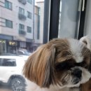 갑순이 | 갑순이 샵에 다녀왔어요. 필굿애견미용실 후기