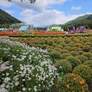 인제군 *인제 가을꽃 축제* (24.10.09) 이미지