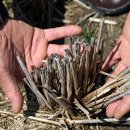 삼호태양광발전소 이미지