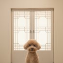 비주앙쥬 이미지