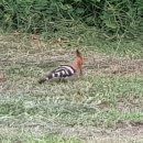 베트남에서 본 조류 2종류 - Indian Fantail 이라는 비둘기와 후투티(Hoopoe) 이미지