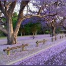 카페이레 이미지