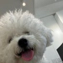 몽마르뜨 동물병원 이미지