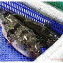 웃는돌 참치 이미지