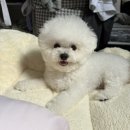 아르몽 | [대구/달서구/두류동] 아르몽 : 미니비숑 위생미용 후기 두류동애견미용 잘하는곳 미용가격 cctv