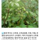 찔레순,잎,뿌리,상황버섯등 찔레에관한 모든것 이미지